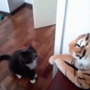 Cat Punching Tiger.gif