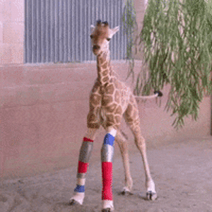 IMG_2368.gif
