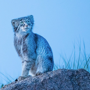 Manul_–_Mammal_Watching2.png