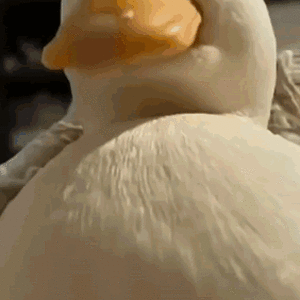 duck-sigma-duck.gif