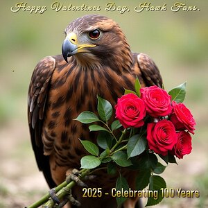 hawk-roses.jpg