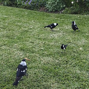 dazza -custard and rhubarb.jpg