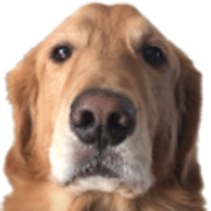 DogO-4x.png