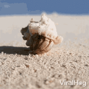 IMG_2635.gif