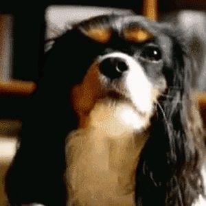 King Charles Spaniel Spaniel GIF - King Charles Spaniel Spaniel Dog - Discover & Share GIFs.gif