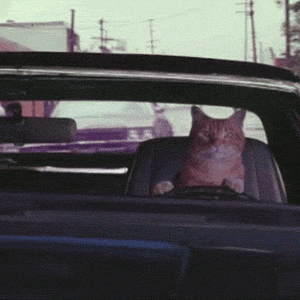 Cat Driving.gif