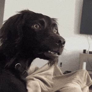 giphy-downsized.gif