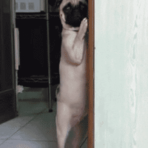 giphy-90.gif