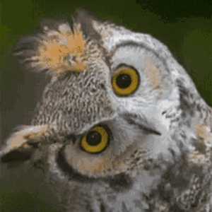 1749550654533.gif