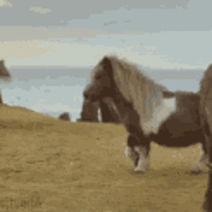 IMG_0299.gif
