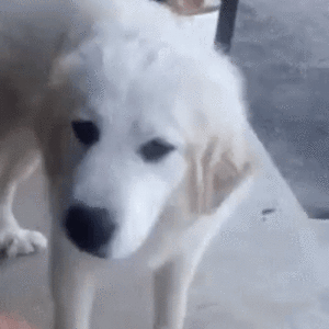 giphy - 2020-10-14T200252.344.gif