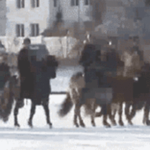 hold horses - c9sze0d [e].gif