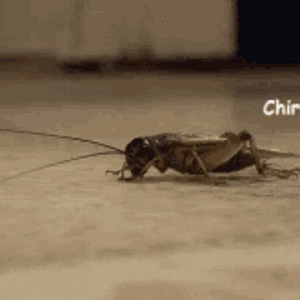 crickets-crickets-chirping.gif