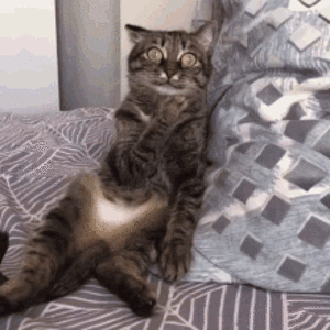 confused-cat-stunned-reaction-wji2zujd95tujh95.gif