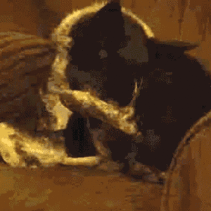 dog lick-balls [e].gif