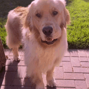 dog (1).gif
