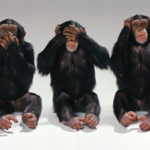 See-no-evil-hear-no-evil-speak-no-evil-monkeys-14750406-1600-1200.jpg