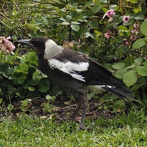 Dazza brings first babbie -3-October6-2-25.jpg