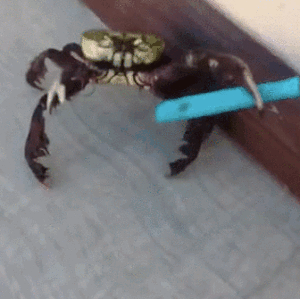 square-1455630691-crab-gif.gif