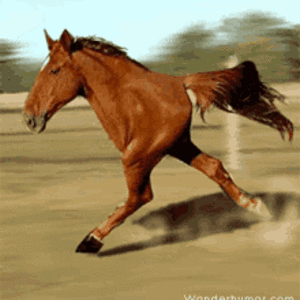 running-half-horse.gif