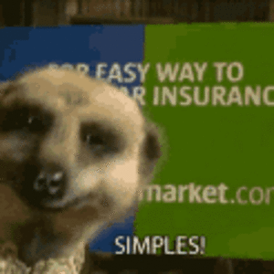 simples-meerkat.gif