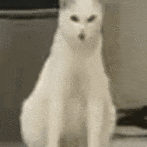 cat-vomit (1).gif
