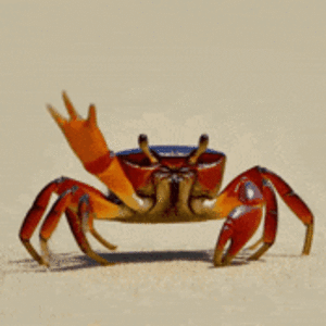 crab-lara.gif