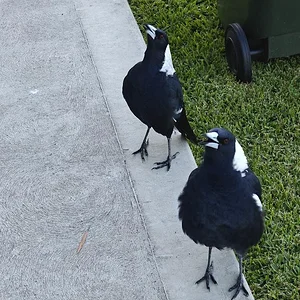 clarissa and Dazz 14-3-26.webp