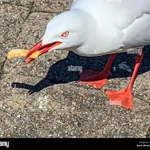 bird-seagull-with-a-chip-in-its-beak-australia-S39JH1.webp