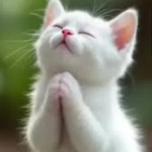 Cat praying 01.webp