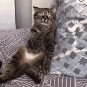 confused-cat-stunned-reaction-wji2zujd95tujh95 (1).gif