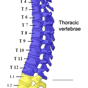 vertebral-column.png