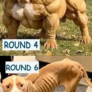 THOSE POOR DOGGIES.webp