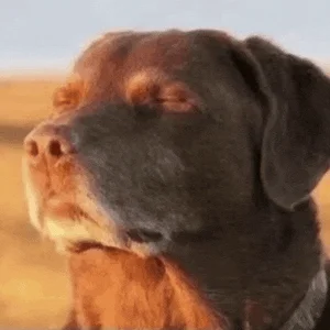 1776469850412.gif