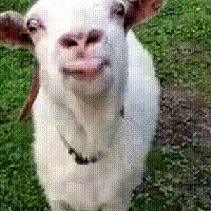 IMG_1304.gif