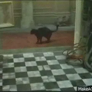 IMG_7086.gif