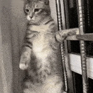cat-cute-cat.gif