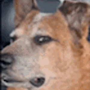 dog-confused.gif