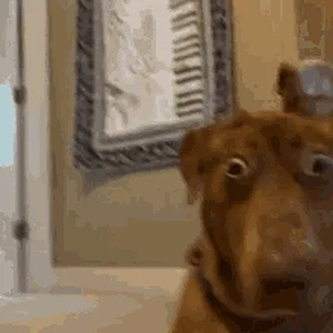 bellebows-tiktok.gif
