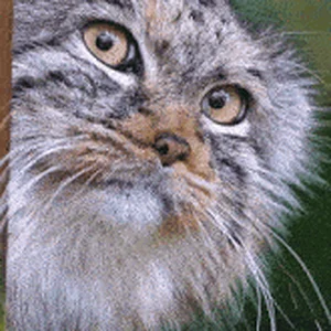 cat-confuse.gif