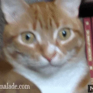 XxvjA-.gif