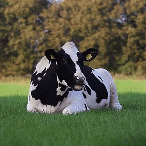 b1dbfbc83847192283882283f7856857.gif