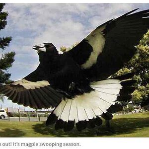 Magpie Swooping_Sept2022_20.jpg