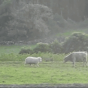 sheep-bull.gif
