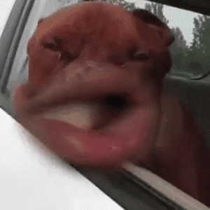 1664542518998.gif