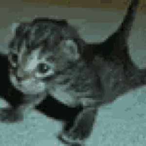 push-up-cat.gif