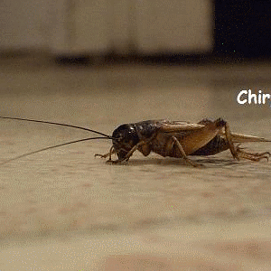 Crickets.gif
