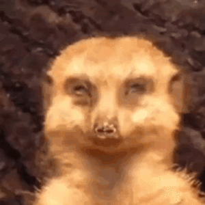 meerkat-falling-asleep.gif