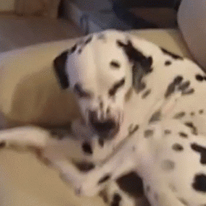 smiley-dalmatian.gif