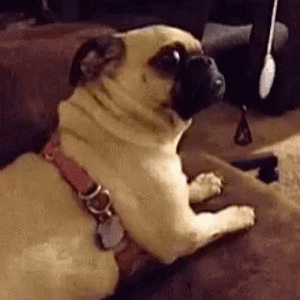 E8E18FDD-EA20-4047-915D-4AB755BD7714.gif